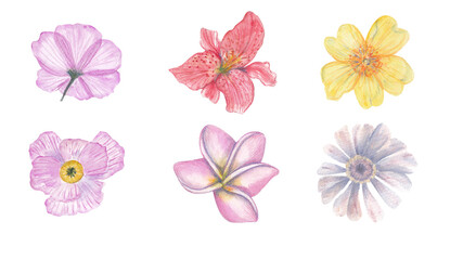 collection of flowers on white, watercolor hand drawn - 449144463