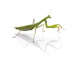  Juvenile praying mantis (Mantis religiosa)