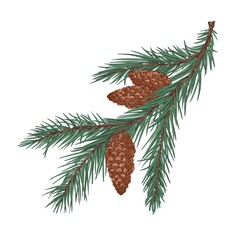 Fir tree branch with green needles and cones. Coniferous evergreen prickly spruce twig. Realistic botanical drawing of conifer sprig in vintage style. Hand-drawn vector illustration isolated on white - obrazy, fototapety, plakaty