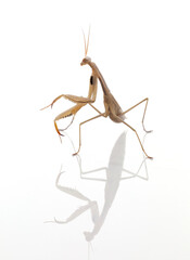  Juvenile praying mantis (Mantis religiosa)