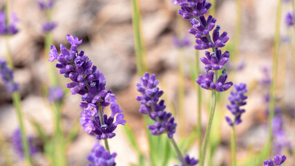 Macro photo of purple lavender flowers on a blurred background with copy space. Inflorescence of fragrant Provencal lavender close-up with details.