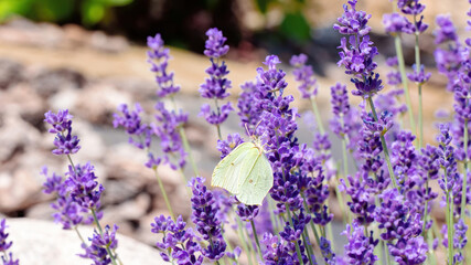Brimstone butterfly feeds on nectar from fragrant lavender flowers. Plants that attract butterflies and other insects. Landscaping in Mediterranean style with lavender bush and pine bark mulch.