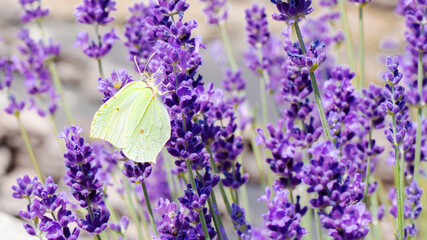 A yellow butterfly sits on a purple lavender flower. Brimstone butterfly feeds on nectar from fragrant lavender flowers. Macro photo of brimstone butterfly on the lavender bush.