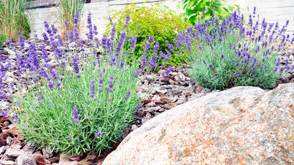 Blooming French lavender bushes grow in a Provencal-style garden. Beautiful purple flowers in...