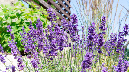 Fragrant lavender flowers for potpurris close-up. Growing French lavender in a Provencal style garden. Lavender flowers as a raw material for essential oils, cosmetics, culinary fragrances.
