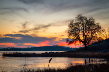Beautiful landscape with a tree reflected in pond at sunset, Co. Limerick. Ireland