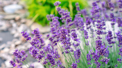 Naklejka premium Vibrant purple flowers of fragrant lavender close-up on a blurred background. A romantic photo of a beautiful French lavender bush in the misty morning light. Raw materials for cosmetic ingredients.