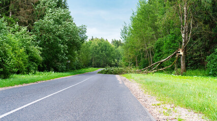 A tree that fell on the road after a storm. The road is blocked by a fallen tree after a...