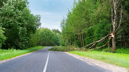 The road is blocked by a fallen tree after a thunderstorm. Natural disasters. Changing of the climate. The tree broke down as a result of a powerful hurricane and blocked the roadway.