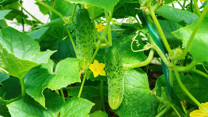 Obraz premium Macro photo of green cucumbers growing on a garden bed on a garter. Growing organic food in the vegetable home garden. Gherkins grow on a trellis in a greenhouse. Yellow flowers of a cucumber.