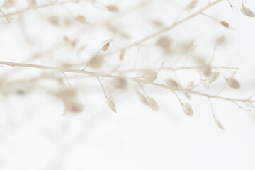 Elegant romantic dried branch with beige buds flowers  light background macro