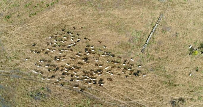 Aerial view of beautiful landscape in Sicily. Dry grass in the ground, herd of goats, green mountain and blue sky in background. Hard condition.