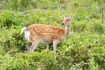 Wild Sika deer in Shiretoko peninsula, Hokkaido, Japan