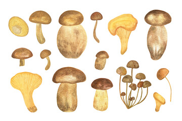 Forest mushrooms set seasonal watercolor illustration for harvest time autumn celebration decor, seasonal healthy vegetarian diet, hand drawn pattern woodland plants