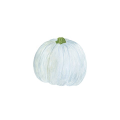 Pumpkin hand drawn watercolor illustration white vegetable for seasonal autumn holidays celebration design, healthy vegetarian diet, thanksgiving, halloween clip art