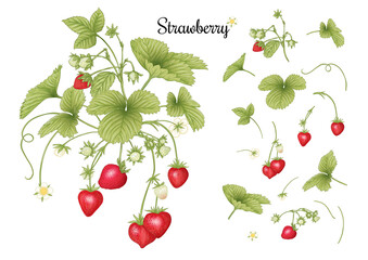 Strawberry branch with red berries. Clip art, set of elements for design Colored vector illustration. Isolated on white background.
