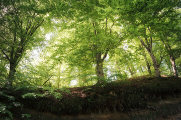 old tree and lush vegetation in green forest