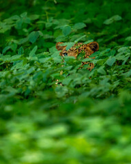 Wild male leopard or panther with eyes only hiding in natural green grass in monsoon season safari at jhalana leopard or forest reserve jaipur rajasthan india - panthera pardus fusca