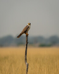 Laggar falcon or Falco jugger portrait at tal chhapar sanctuary churu rajasthan india