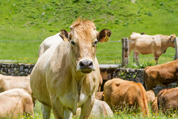 Cattle in the Artiga De Lin, in the Aran valley, Spain