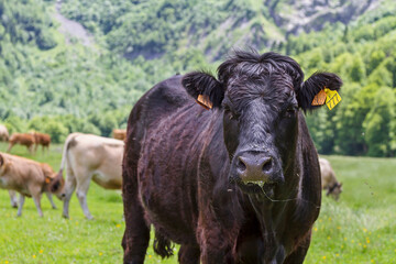 Cattle in the Artiga De Lin, in the Aran valley, Spain
