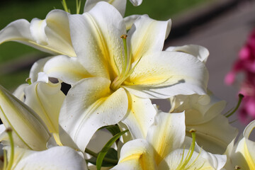 Close-up of a blooming white lily at a botanical garden flower show