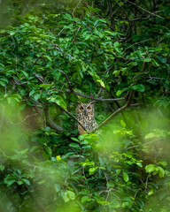 Indian eagle owl or rock eagle owl or Bengal eagle-owl large horned owl perched on natural green...