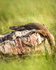 monitor lizard or bengal monitor or common indian monitor or varanus bengalensis portrait on rock in natural post monsoon green forest at ranthambore national park india