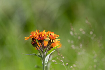 高原に咲くオレンジ色の花　コウリンカ