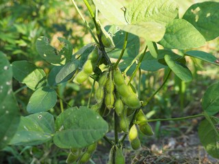 夏の畑に実った枝豆