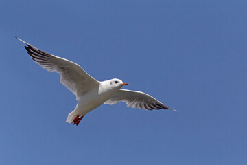 gull flying in a clear blue sky