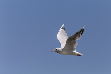 gull flying in a clear blue sky