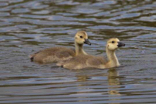 detail of two goslings of Canada goose (Branta canadensis) swimming fast in a line