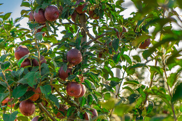 Apple tree orchard juice production industry, autumn harvest plants agriculture