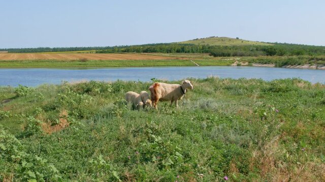 A flock of sheep grazing in a meadow nearby a river in summer danny day. Mother sheep with her two lambs eating grass sleeping near blue water. Countryside landscape colorful nature background 4K.