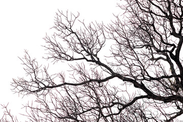 Dry tree branch isolated