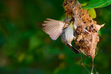 Olive-backed sunbird, Yellow-​bellied sunbird, Cinnyris jugularis