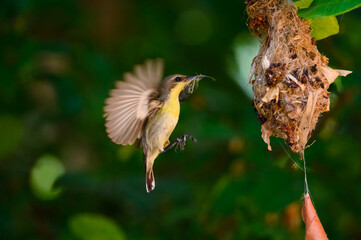 Fototapeta premium Olive-backed sunbird, Yellow-​bellied sunbird, Cinnyris jugularis