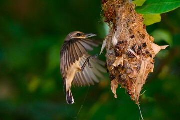 Olive-backed sunbird, Yellow-​bellied sunbird, Cinnyris jugularis