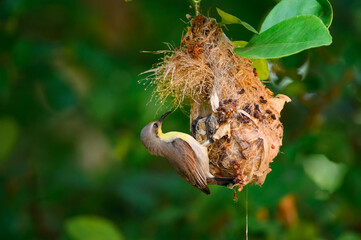 Olive-backed sunbird, Yellow-​bellied sunbird, Cinnyris jugularis