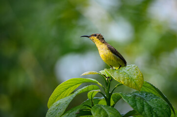 Olive-backed sunbird, Yellow-​bellied sunbird, Cinnyris jugularis
