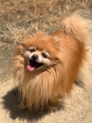 pomeranian dog portrait