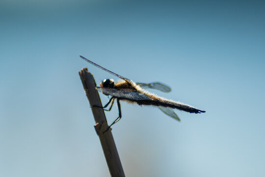 Dragonfly Blues