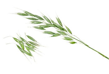 Green oat ears isolated on white background