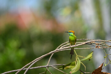 Green Bee-Eater, Little Green bee-eater, Merops Orientalis