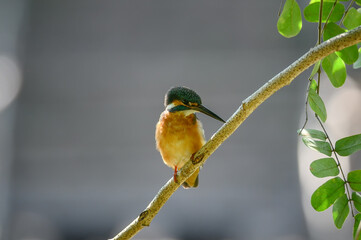 Common kingfisher, Alcedo atthis.