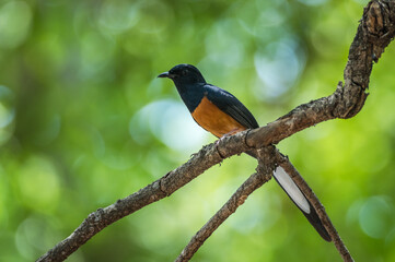 White-rumped Shama bird