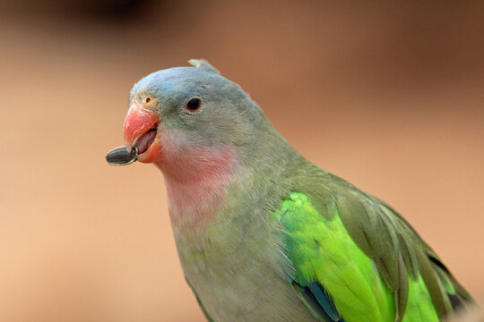 Princess of Wales Parakeet (Polytelis alexandrae) eating a sunflower seed with a natural desert background
