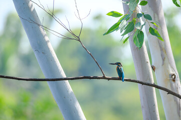 Common kingfisher