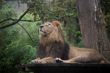 Portrait of wild lion in a zoologic park